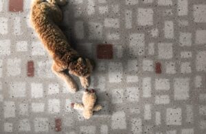 euro-tile-stone-overcome-map-dog
