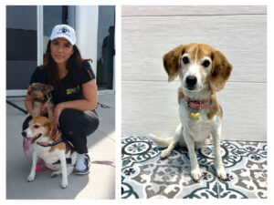 Left to Right: Mattia with Vegas and Valentina at the 2017 Euro SPCA Event, Group Photo at the 2015 Euro SPCA Event, Vegas modelling for Euro Tile & Stone in Front of the Tango and Comfort G collections